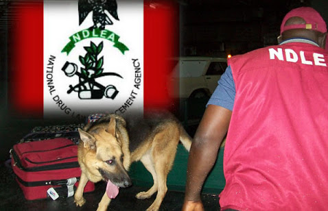 NDLEA and Dog