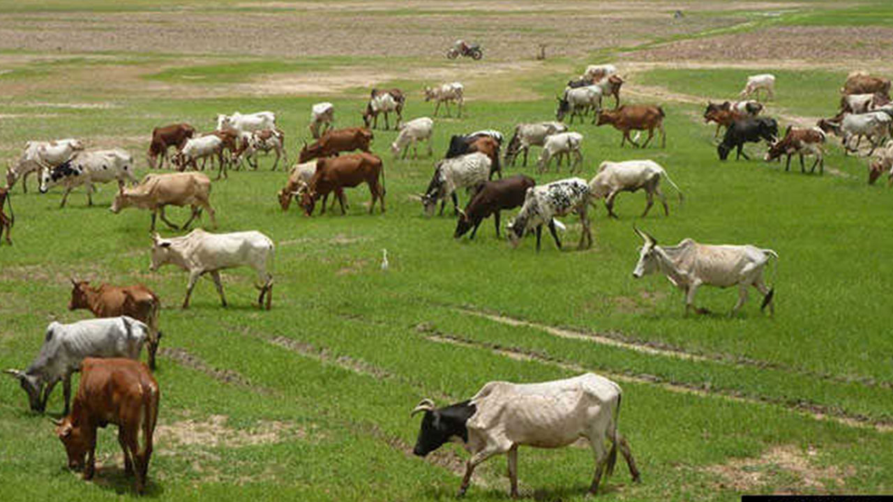 Cattle Grazing