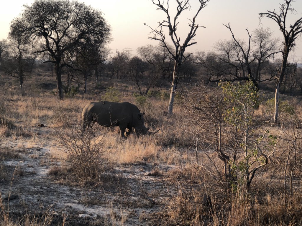 Kruger park
