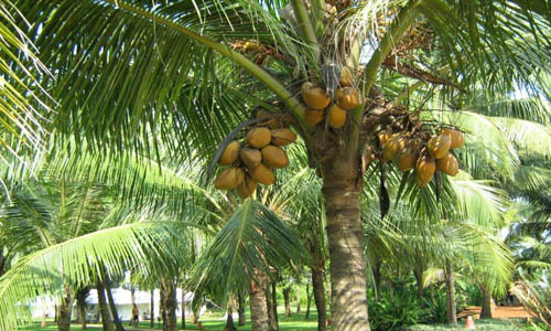 coconut plants